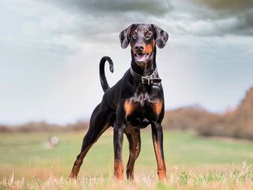 dobermann