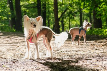 a kínai meztelen egy melegtűrő kutyafajta, a képen a két kutya napfényben áll séta közben