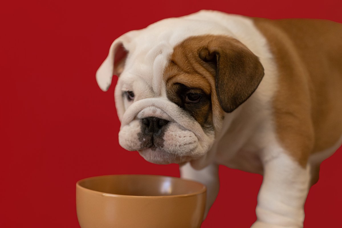 angol bulldog kölyök tál