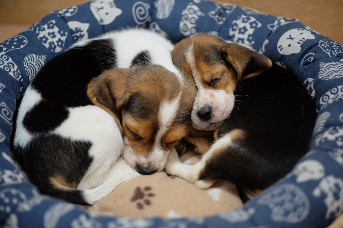 beagle kölyök alszik kiskutya