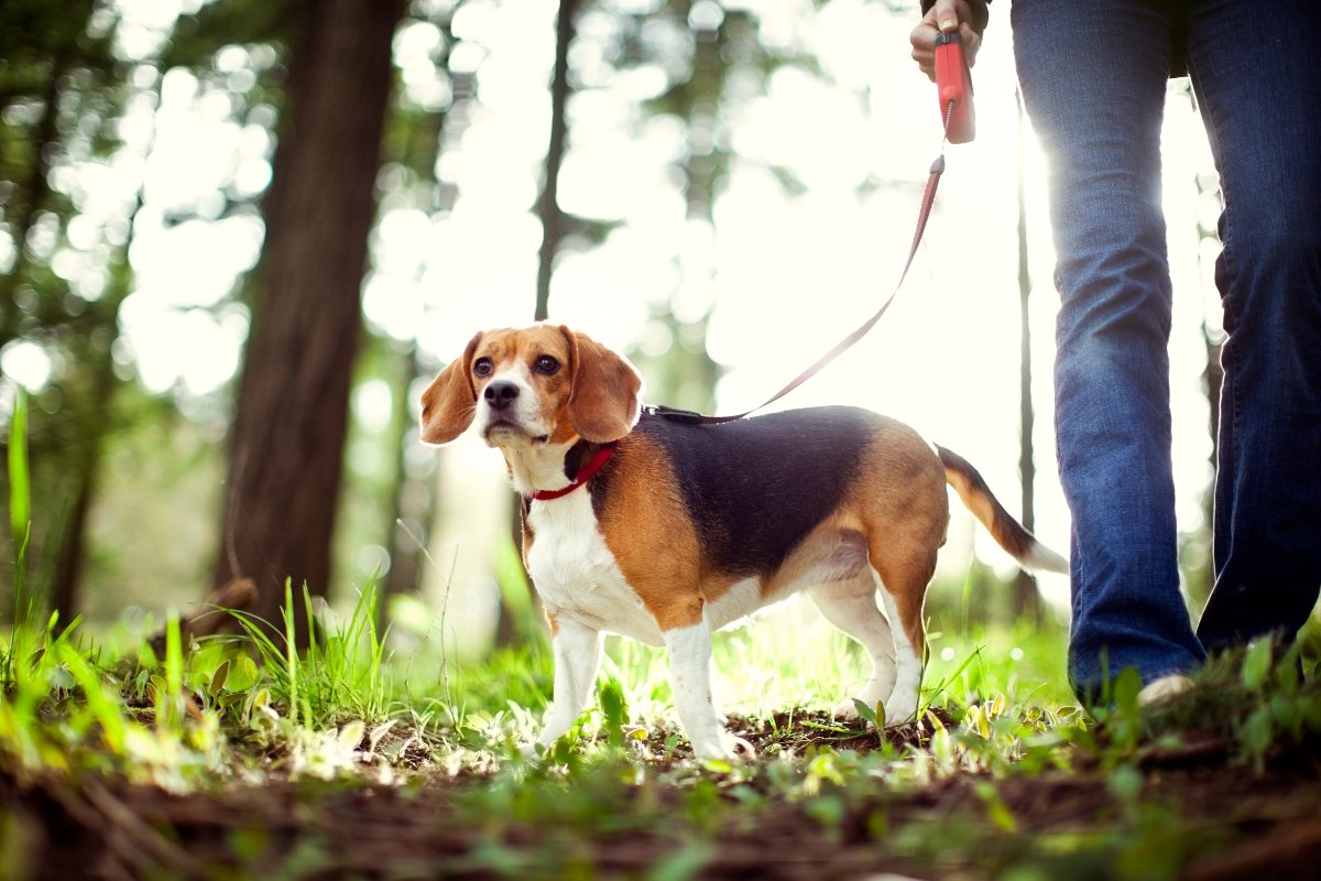 beagle séta póráz
