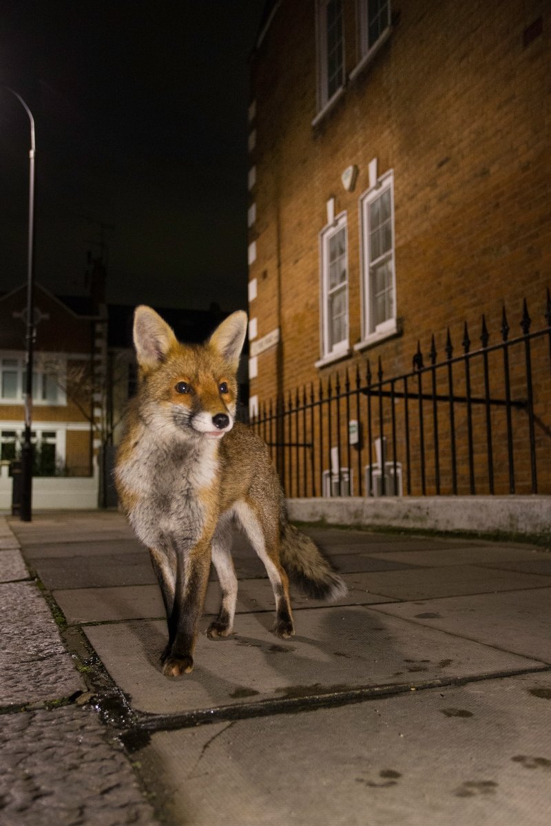 londoni vörös róka