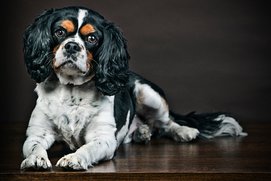 cavalier king charles spániel