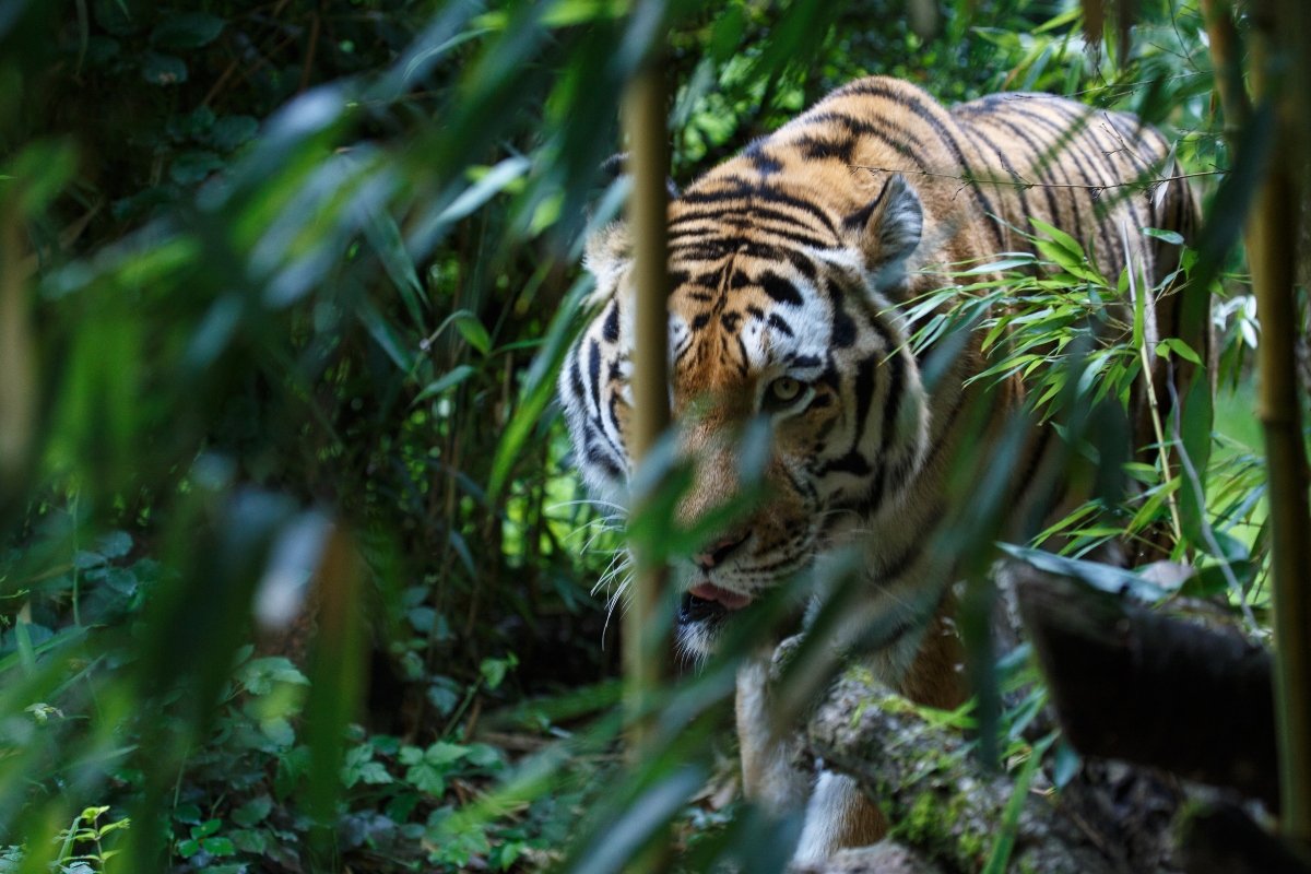 tigris