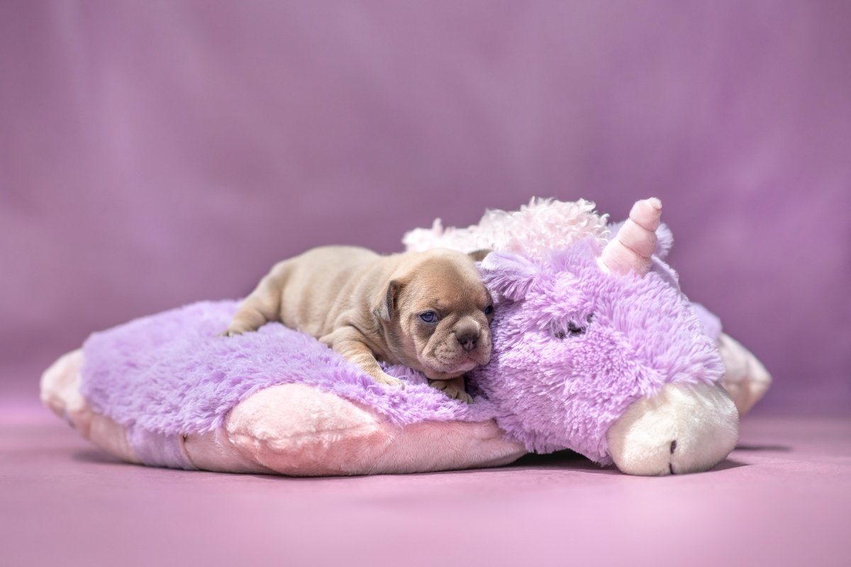 kiskutya kölyök francia bulldog plüss