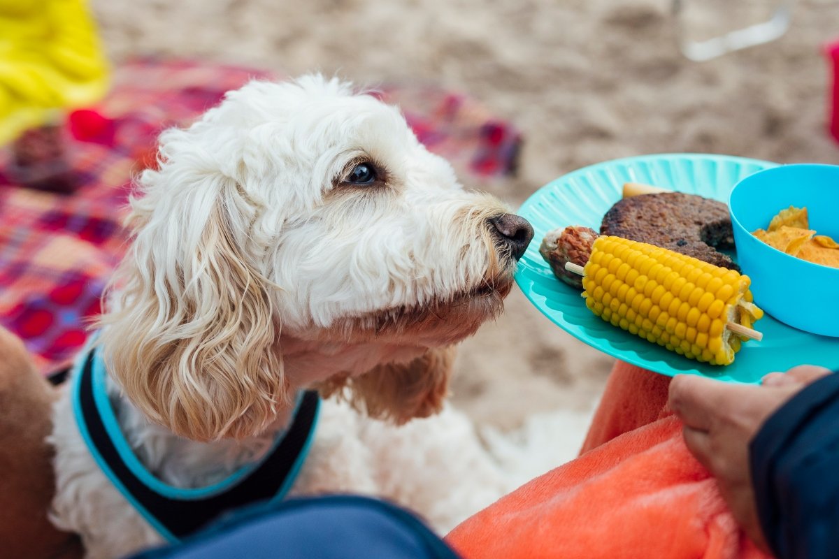 kukorica strand grill borító