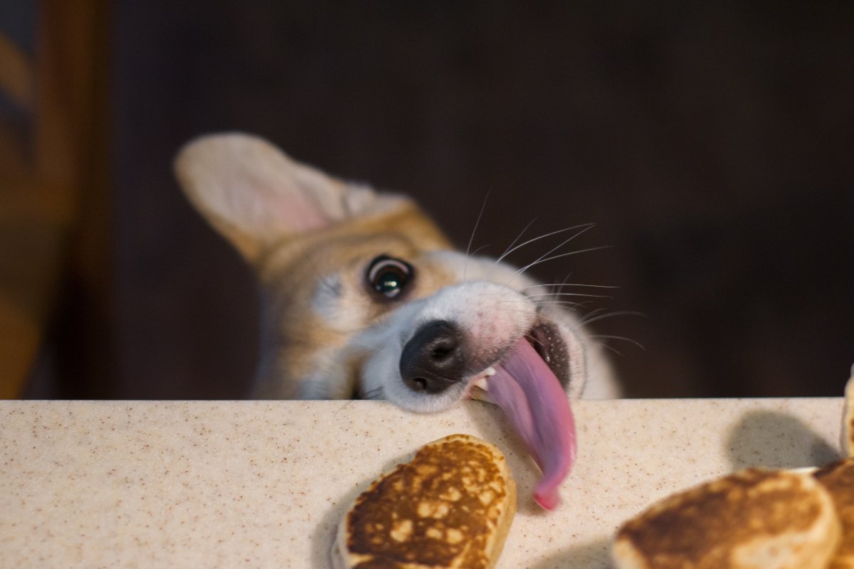 Corgi tries to eat with its tongue a patty from the table