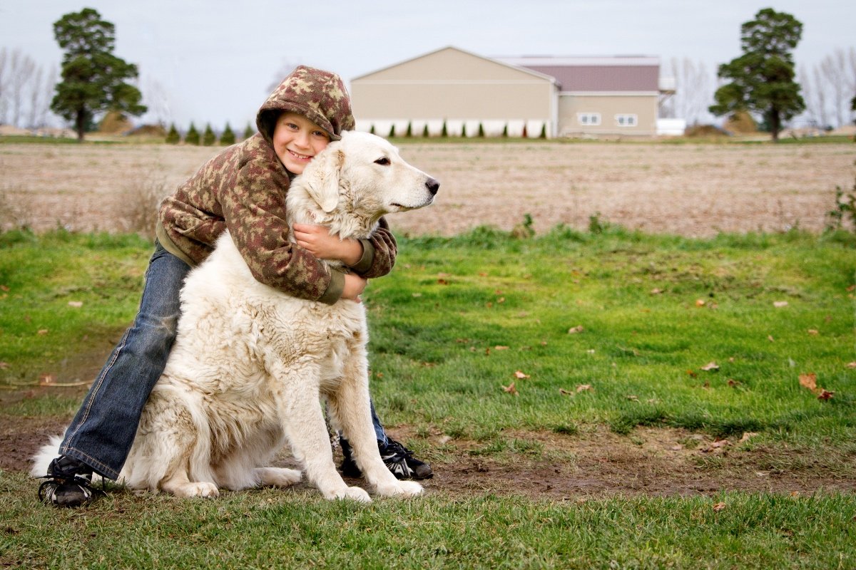 kuvasz