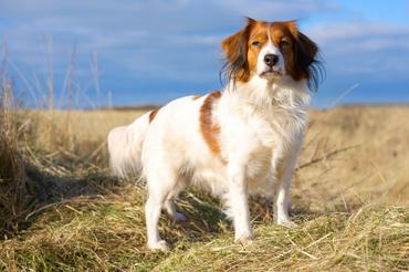 holland kacsavadász/kooikerhondje áll egy réten