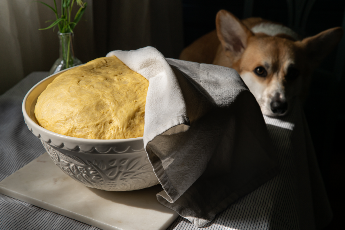 kelt tészta mellett corgi