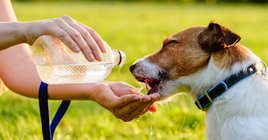 2024_06_nyar-jack-russell-terrier-iszik-viz-hoseg-fb-1024x535.jpg
