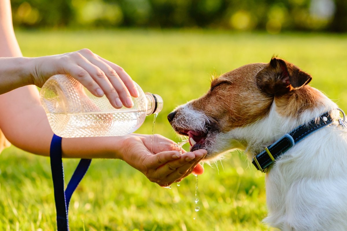 víz iszik nyár hőség jack russell terrier borító