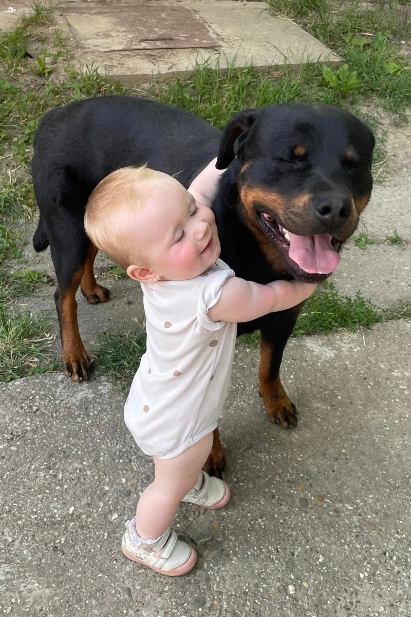 rottweiler gyerek Locomotiv Star Rottweiler Kennel