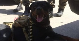 2024_06_rottweiler-locomotiv-star-rottweiler-kennel-kepe-fb-1024x535.jpg