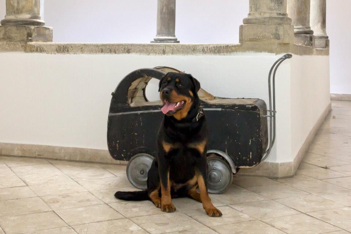rottweilrt lokomotiv kennel (1)