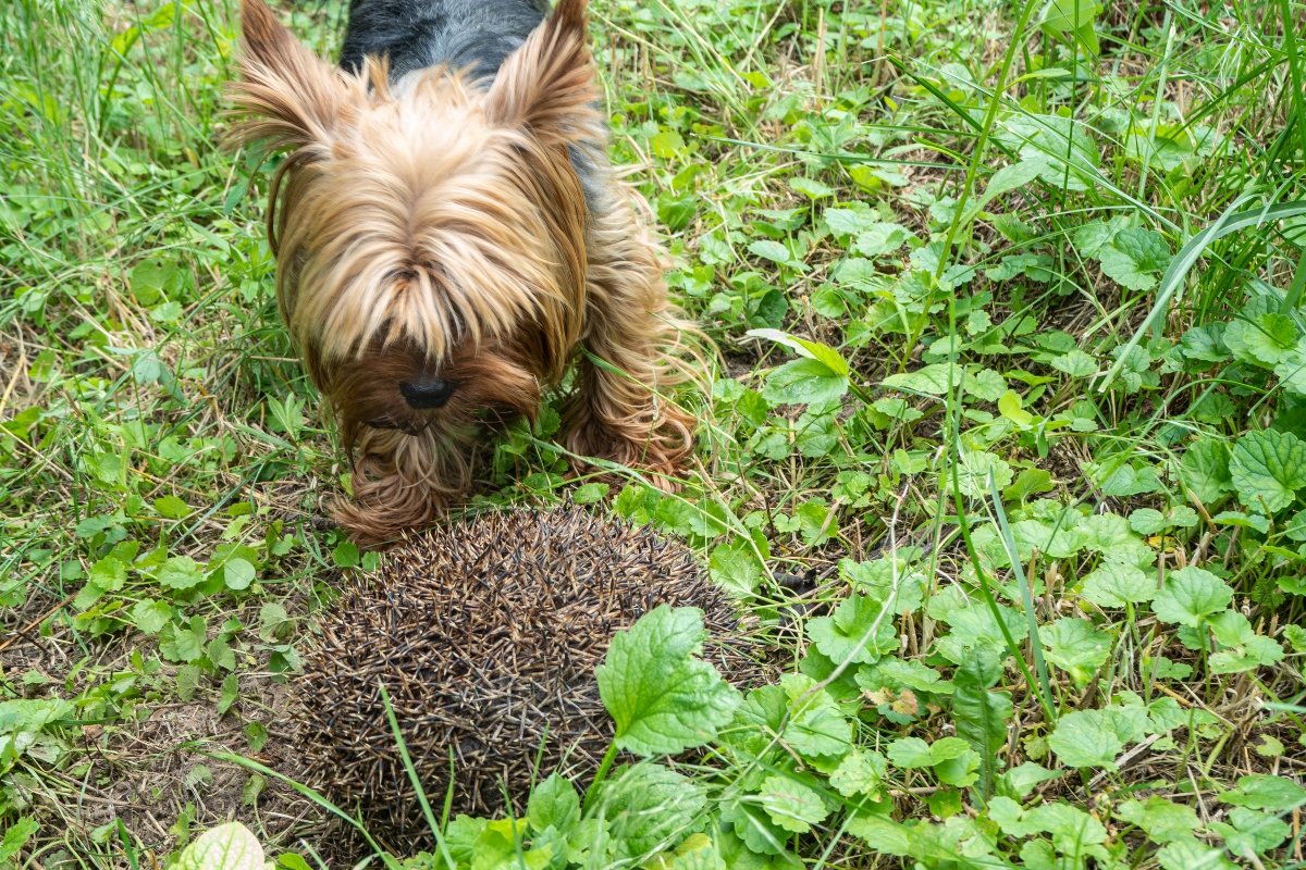 Yorkshire terrier sün