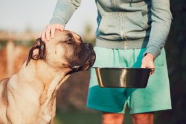 cane corso etetésre vár