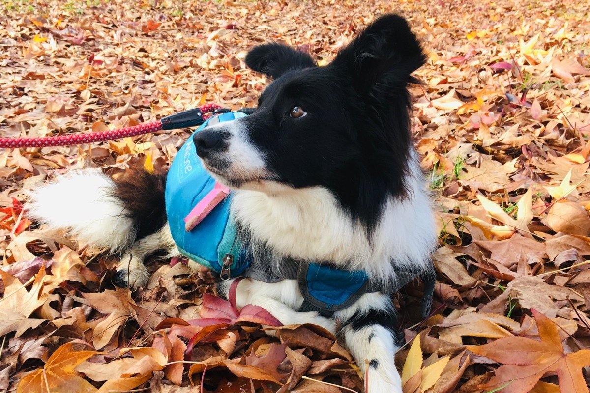 Tic-Tac border collie Kozári Karina képe