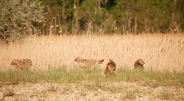 aranysakálok egy réten
