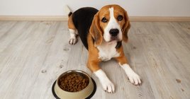 2024_07_beagle-nem-eszik-szaraztap-kutyatap-etetes-fb-1024x535.jpg
