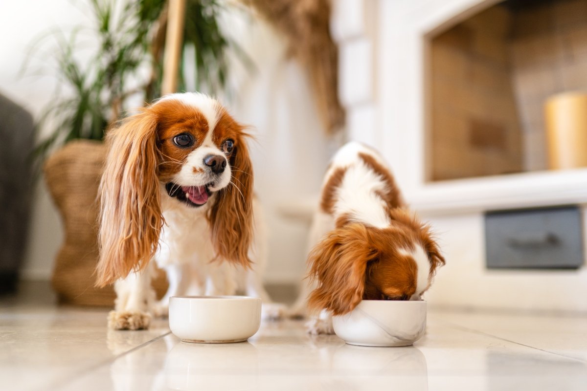 cavalier king charles spánielek esznek