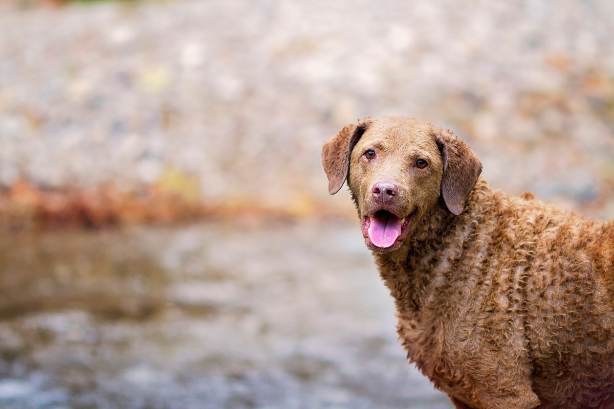 Chesapeake Bay retriever mosolyog