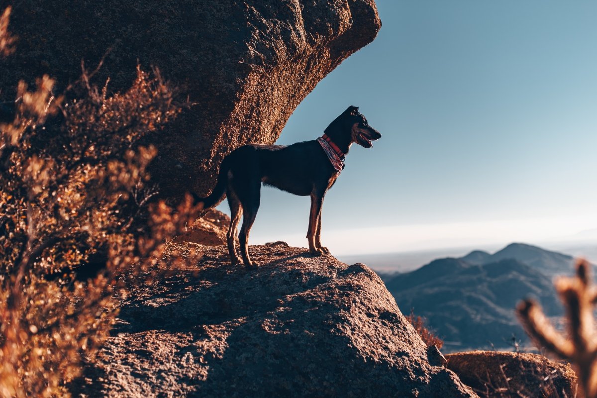 dog in Albuquerque, Új-Mexikó