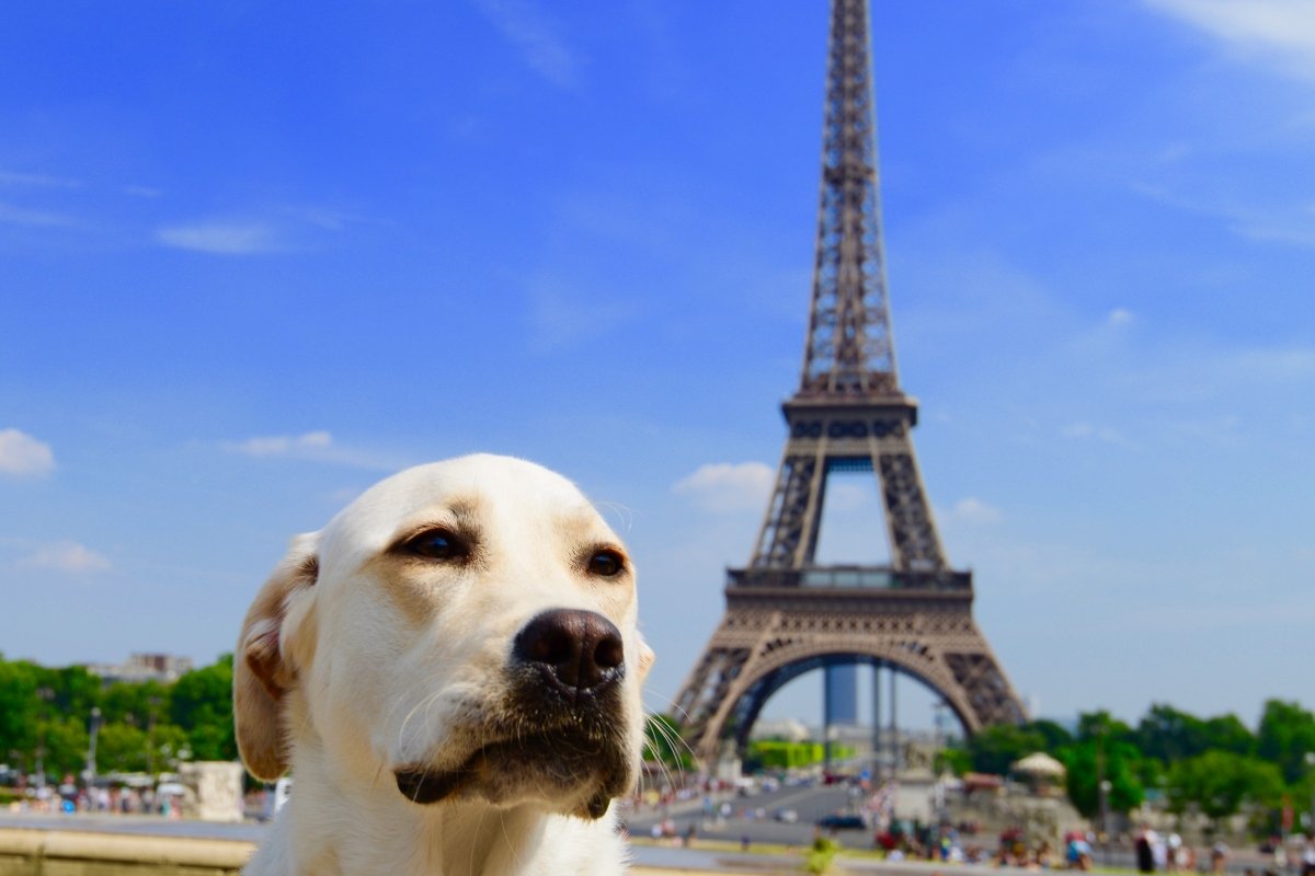 dog in paris