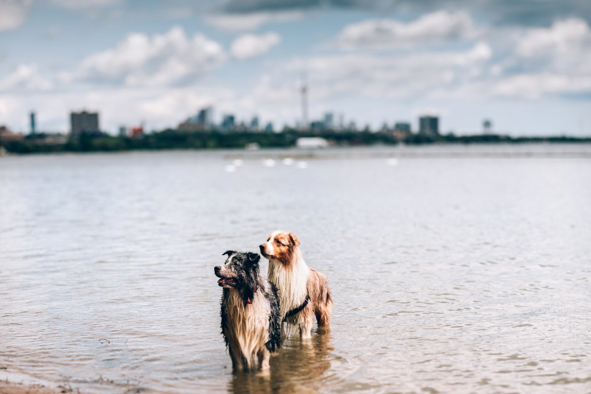 dog in toronto