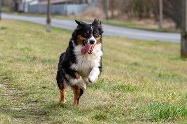 ausztrál juhászkutya futás közben