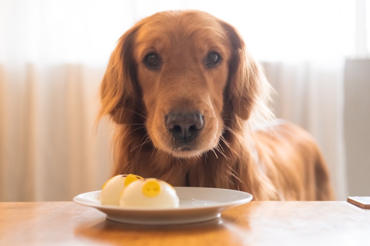 Golden retriever looking at food on the table