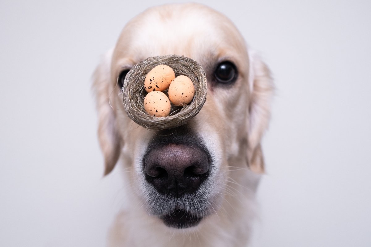The dog holds a nest with eggs on its nose. Minimalistic trendy easter card.