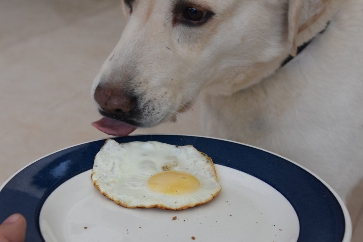 egg köztes 3