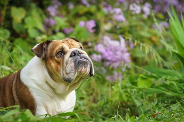 angol bulldog virágos környezetben