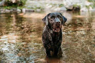 fekete kutya labrador retriever vizes bundával áll a vízben