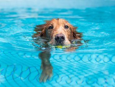 golden retriever medencében úszik