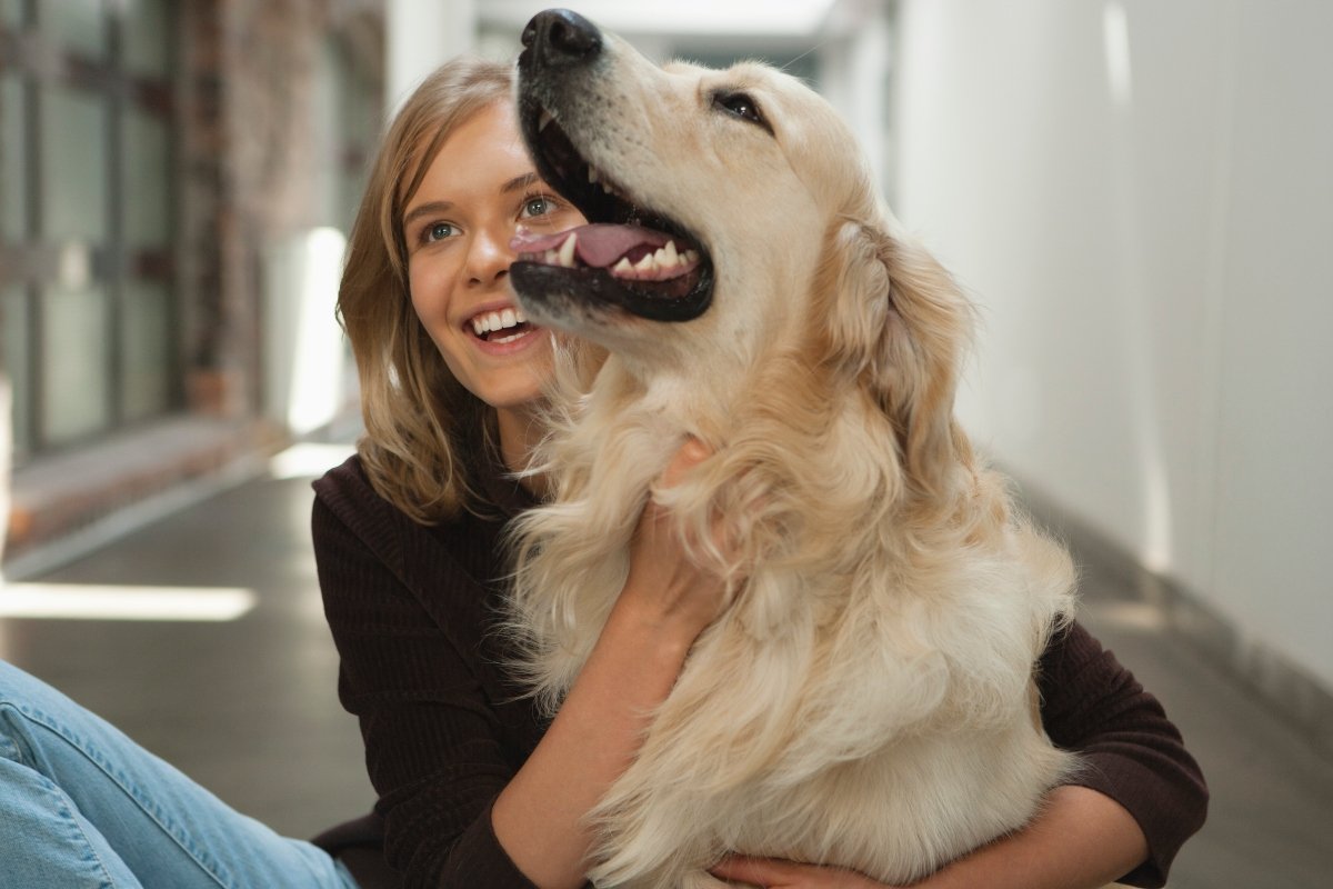golden retriever boldog  gazdi
