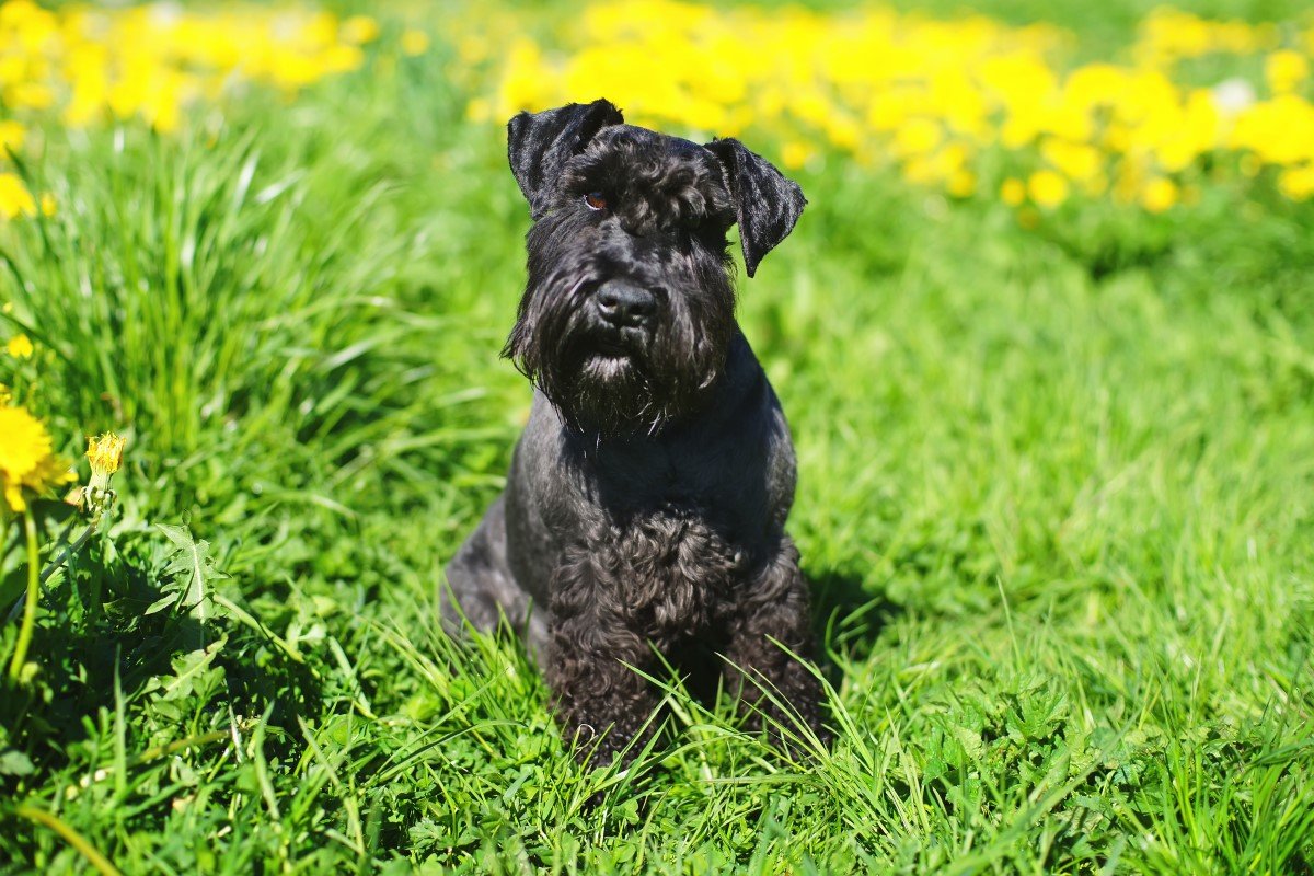 fekete törpe schnauzer