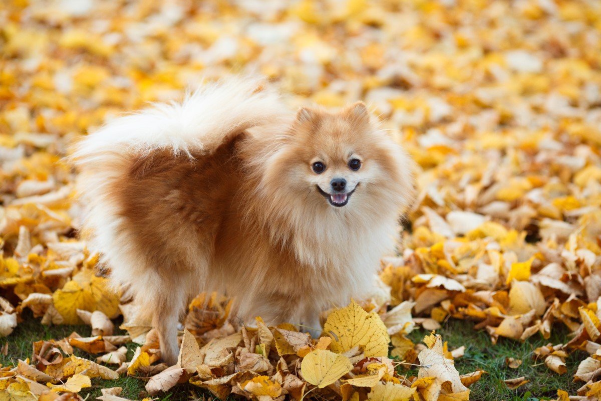 pomerániai