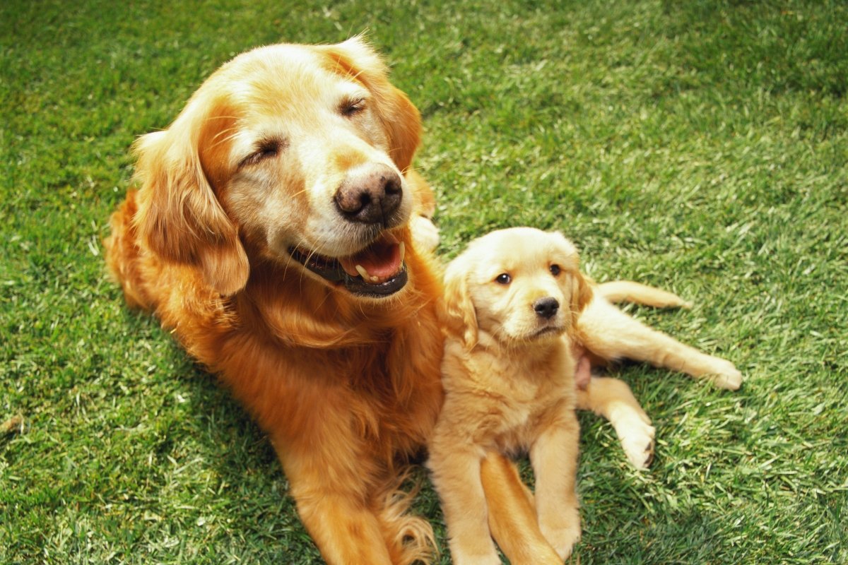 golden retriever kicsinyével