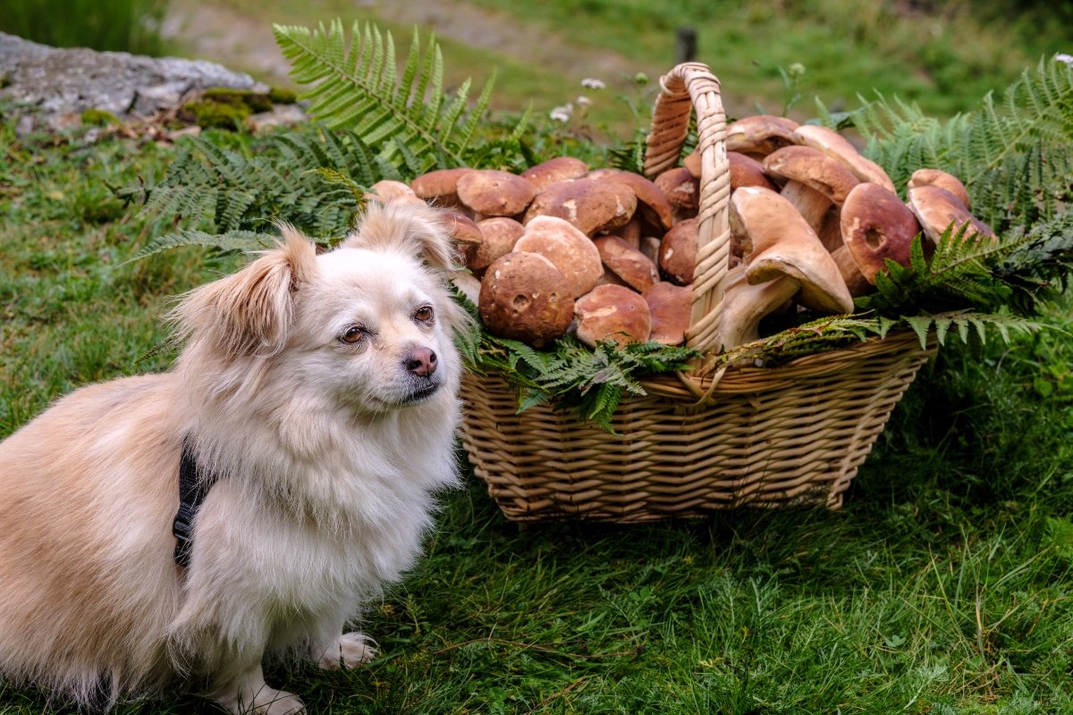 Look for mushrooms in the woods together with the dog