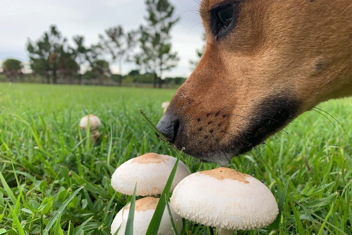 gomba köztes 2