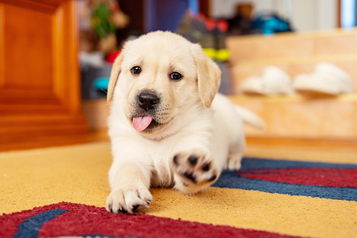 labrador kölyök