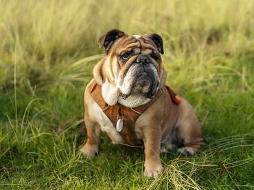 angol bulldog ül a fűben