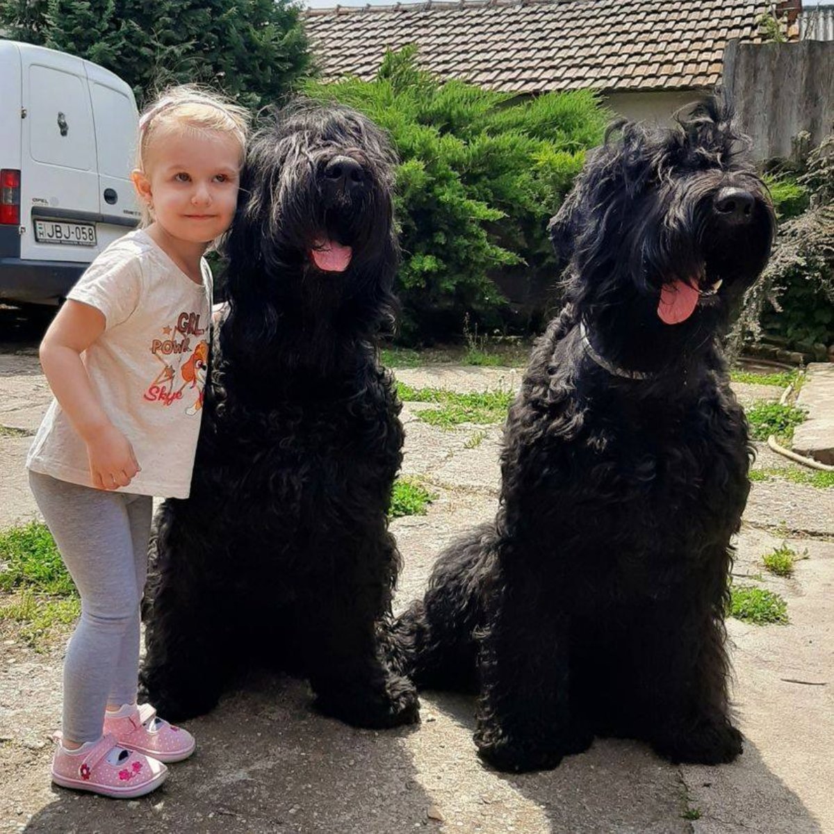 orosz fekete terrier Landi Éva képe (1)