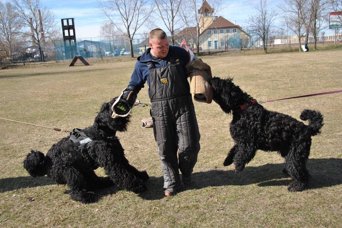 orosz fekete terrier Landi Éva