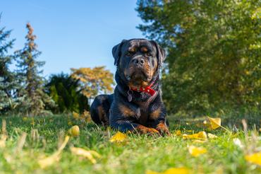 rottweiler fekszik a mezőn