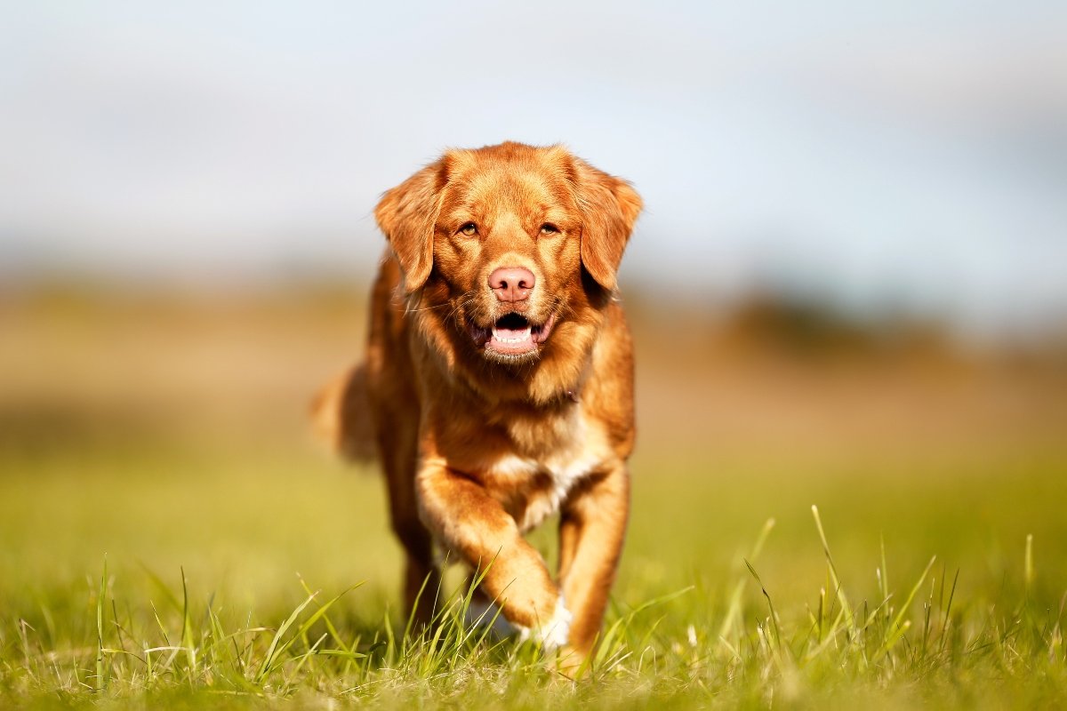 vadkacsavadasz retriever fu