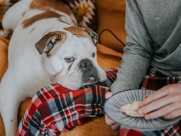 angol bulldog könyörög az ételért