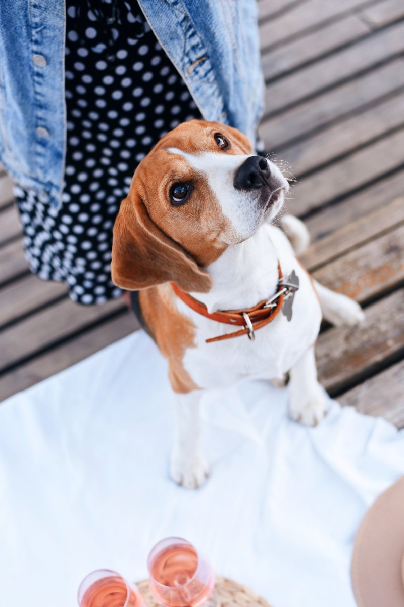 beagle tekintet